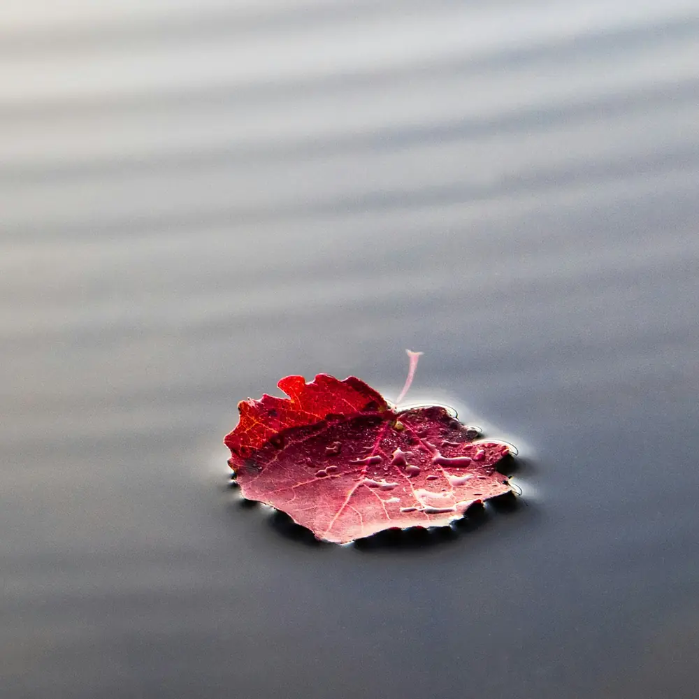Red leaf floating alone on still water